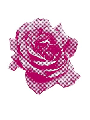 Singular pink rose art on white background